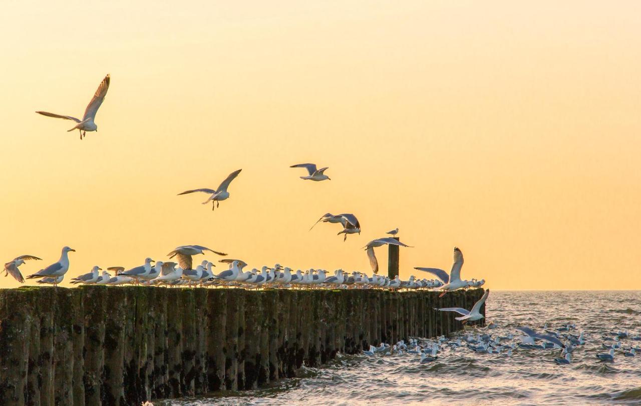 Ferienwohnung Boszicht aan de Kust 1 Oostkapelle Exterior foto